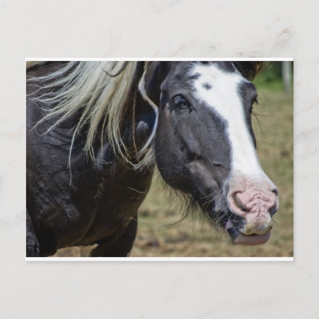 POSTAL CABALLO RESCATADO (Anverso)