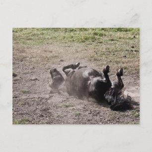 Postal Caballo rodante