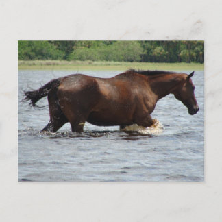 Postal Caballo salvaje