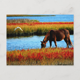 Postal Caballo salvaje