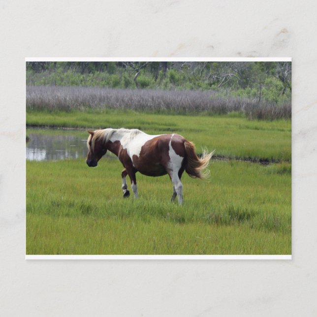 Postal Caballo salvaje de Assateague (Anverso)