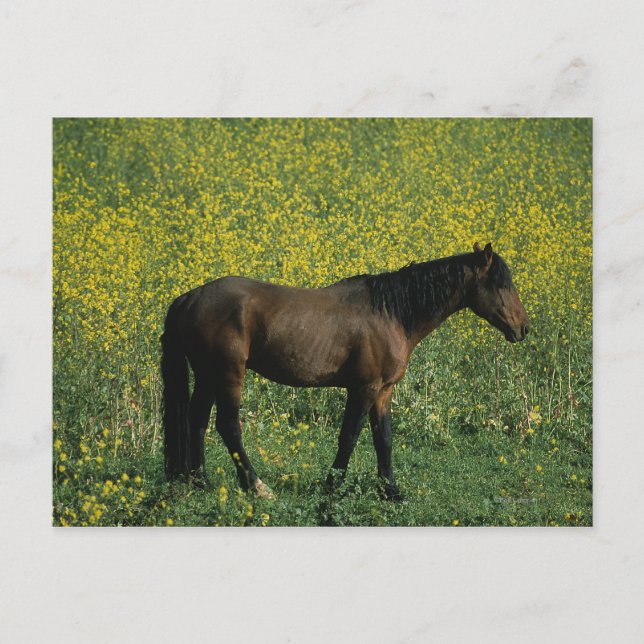Postal Caballo salvaje de Mustang de pie en flores (Anverso)