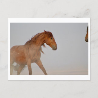 POSTAL CABALLO SALVAJE DE UTAH EN EL DESIERTO OCCIDENTAL