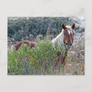 Postal Caballo salvaje del Corolla