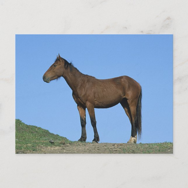 Postal Caballo salvaje del mustango (Anverso)