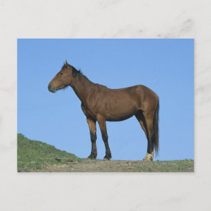 Postal Caballo salvaje del mustango