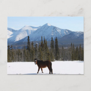 Postal Caballo salvaje en la carretera de Alaska