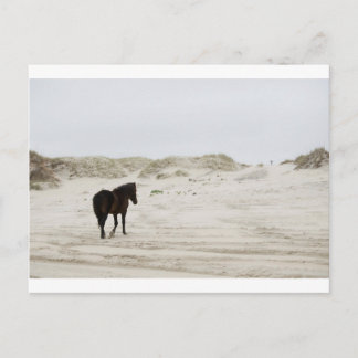 Postal caballo salvaje en la playa de Corolla