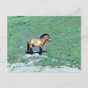 Postal Caballo salvaje mongol (Przewalskii)