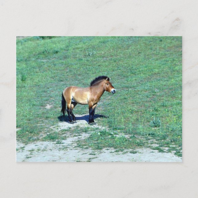 Postal Caballo salvaje mongol (Przewalskii) (Anverso)