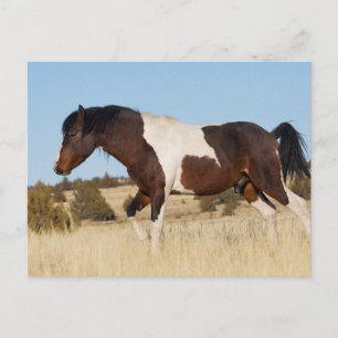 Postal Caballo Salvaje, Montañas Steens