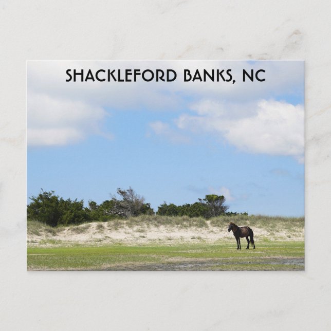 Postal Caballo salvaje Shackleford Banks Carolina del Nor (Anverso)