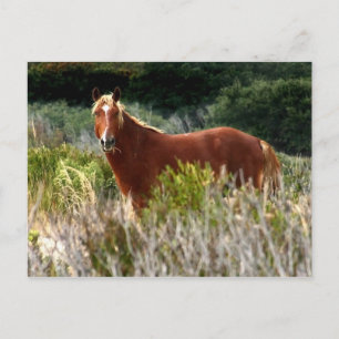 Postal Caballo salvaje Staredown