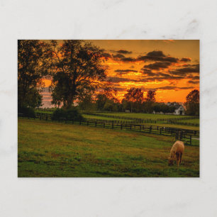 Postal Caballo solitario al atardecer