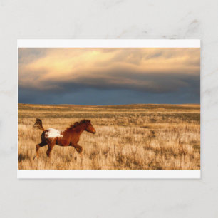 Postal Caballo solo
