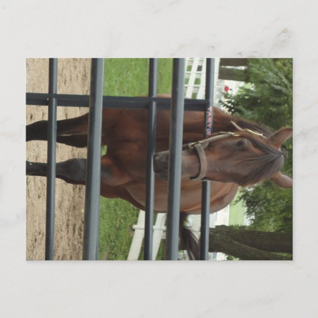 Postal caballo sonriente (Anverso)