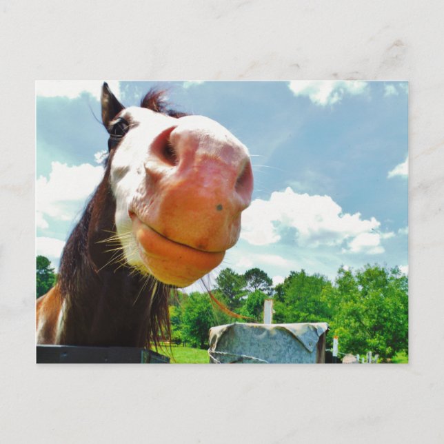 Postal Caballo sonriente (Anverso)