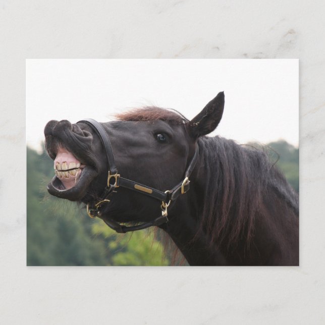 Postal caballo sonriente (Anverso)