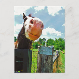 Postal Caballo sonriente
