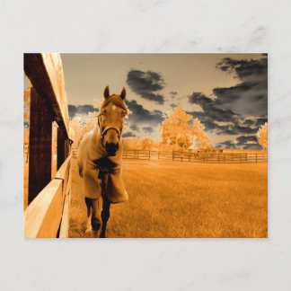Postal caballo surrealista caminando por la valla naranja