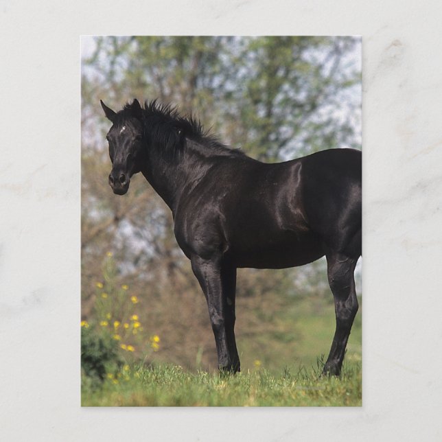 Postal Caballo tostado de pie (Anverso)
