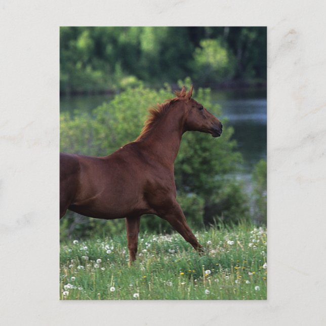 Postal Caballo tostado de pie en flores (Anverso)