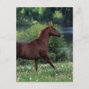 Postal Caballo tostado de pie en flores