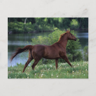 Postal Caballo tostado de pie en flores
