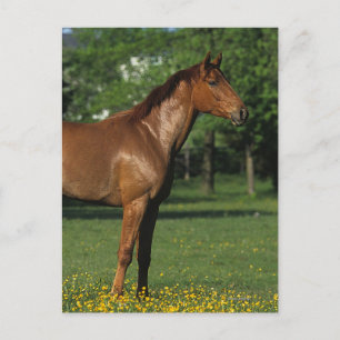 Postal Caballo tostado en flores