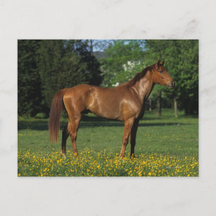 Postal Caballo tostado en flores