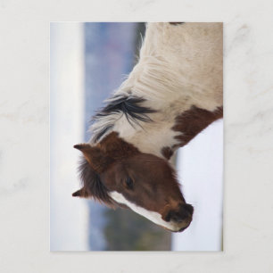 Postal Caballo tricolor