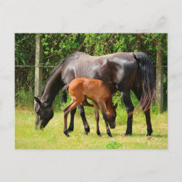 Postal Caballo y abatimiento