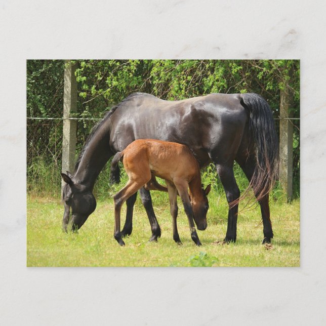 Postal Caballo y abatimiento (Anverso)