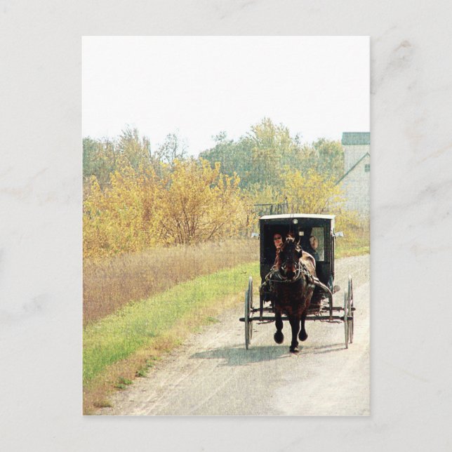 Postal Caballo y buggy Amish de otoño (Anverso)