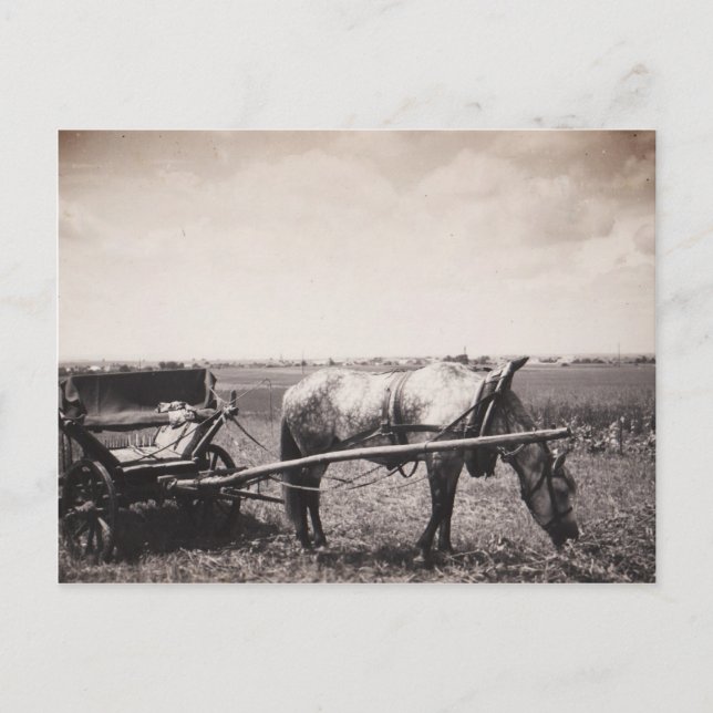 Postal "Caballo y carro" (Anverso)