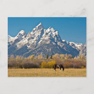 Postal Caballo y Grand Tetons, Rancho Moose Head
