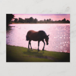 Postal Caballo y lago