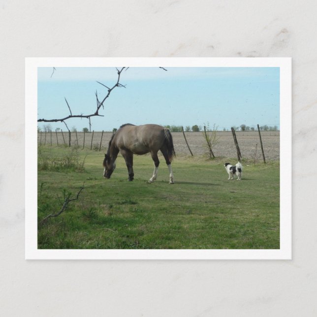 Postal caballo y perro (Anverso)