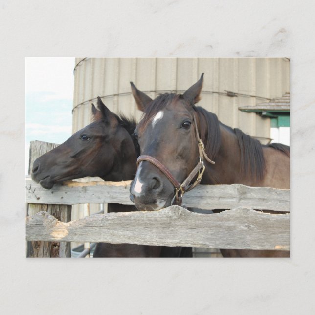 Postal Caballo y Pony (Anverso)