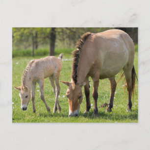 Postal Caballo y potro de Przewalski pastando