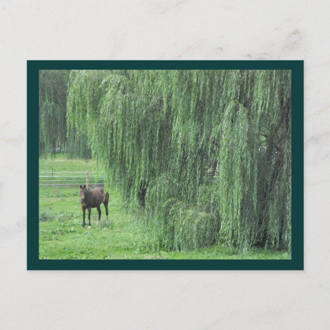 Postal Caballo y salvaje (Anverso)