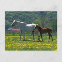 Caballo y su poeta parados en un campo