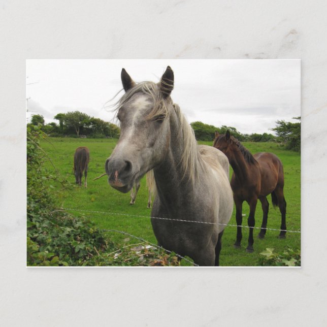 Postal Caballos (Anverso)