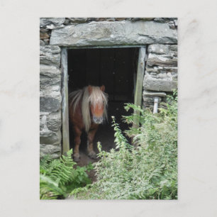POSTAL CABALLOS