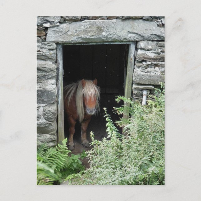 POSTAL CABALLOS (Anverso)