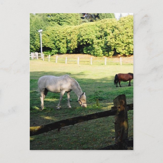 Postal Caballos (Anverso)