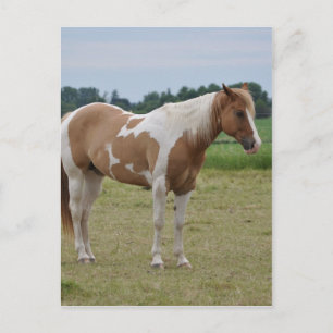 Postal Caballos