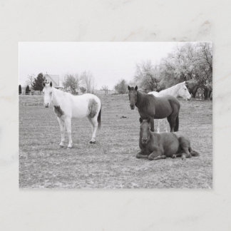 Postal Caballos