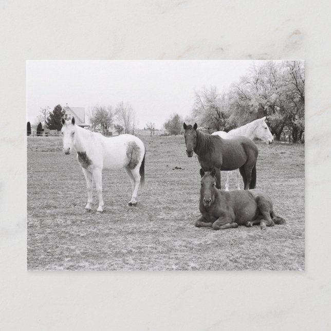 Postal Caballos (Anverso)