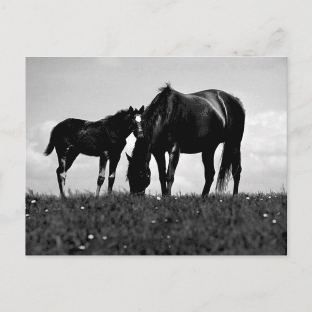 Postal Caballos (Anverso)